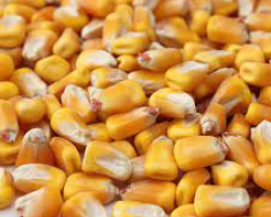 Animal corn