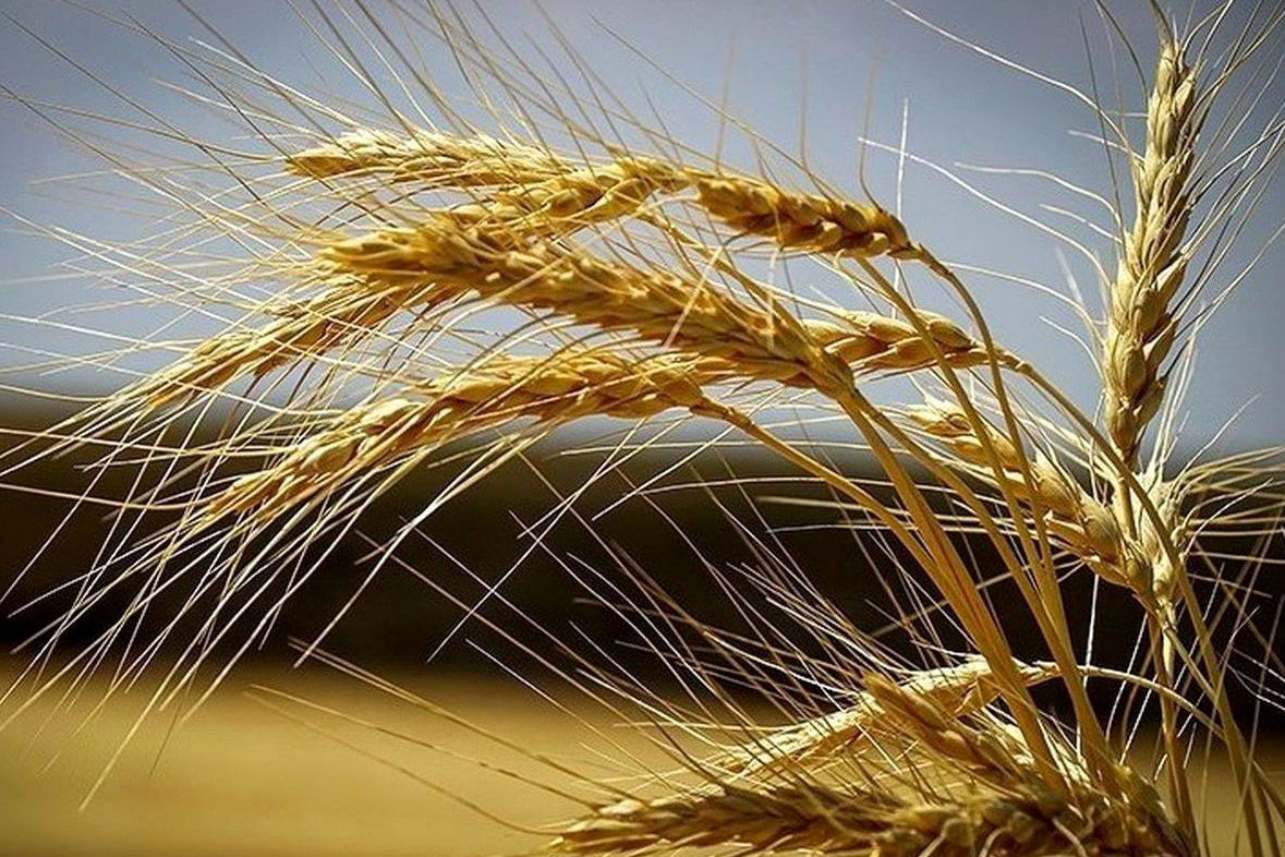 wheat