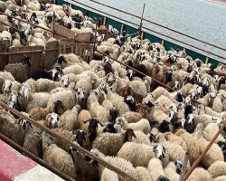 انواع دام زنده انواع دام زنده